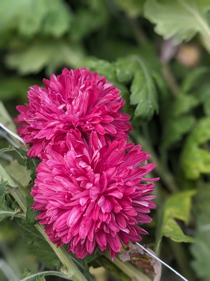 Potted Chrysanthemum - Purple Waters