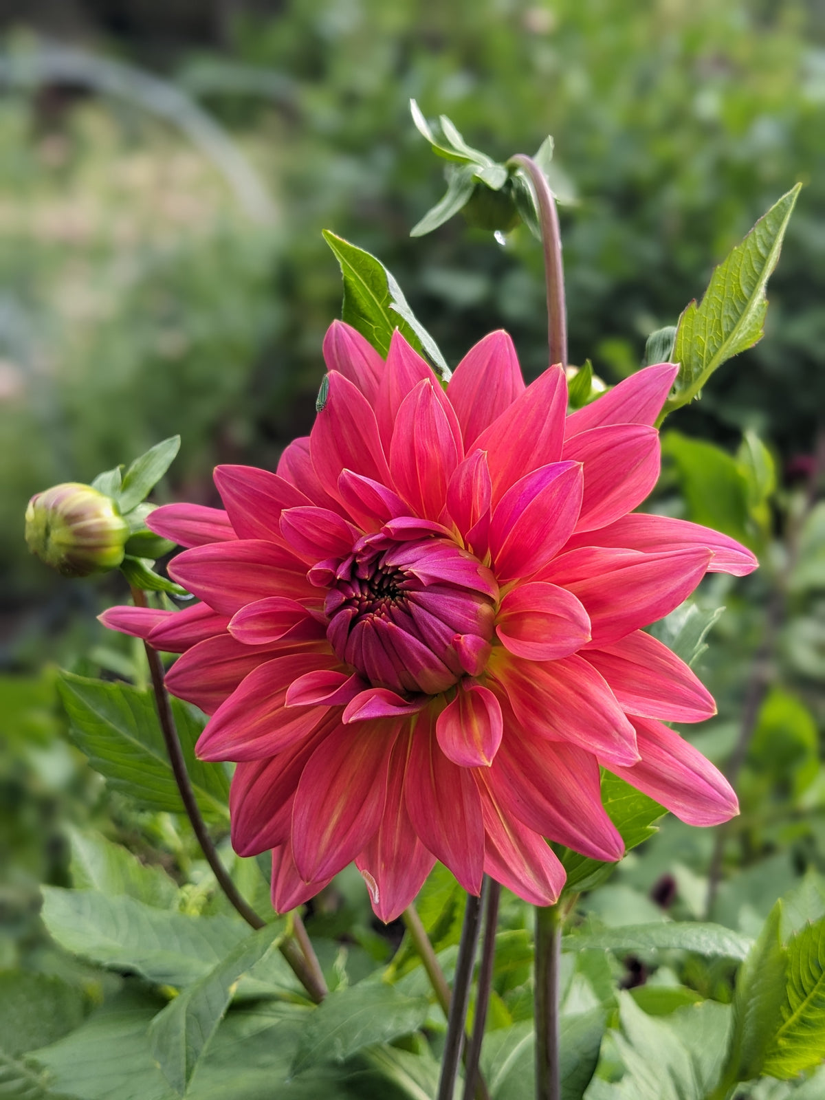 Dahlia - American Dawn