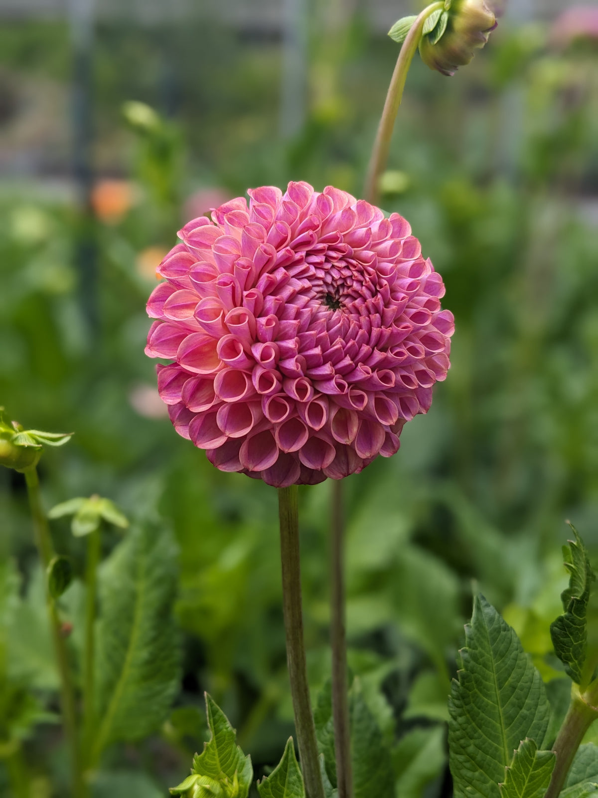 Dahlia - Caitlyn's Joy