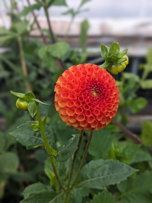 Dahlia - Bantling