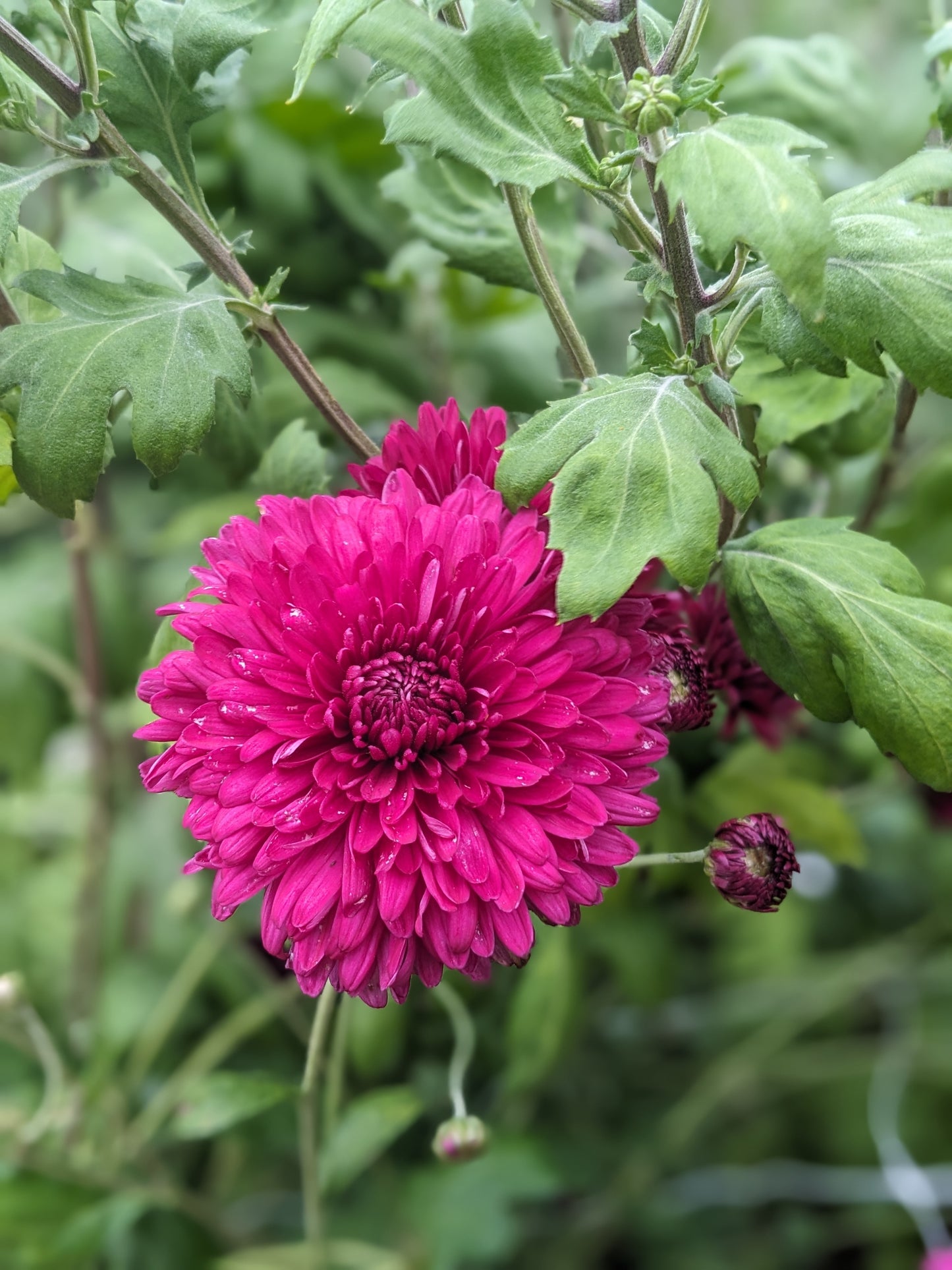 Potted Chrysanthemum - Purple Waters