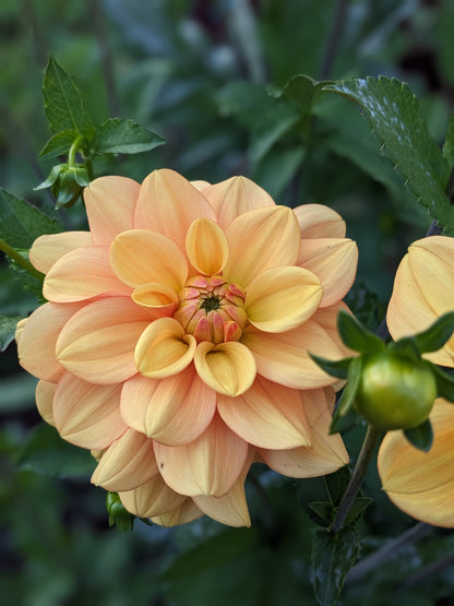 Dahlia - Ginger Snap