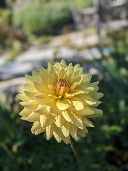 Dahlia - Canoz Jaguar