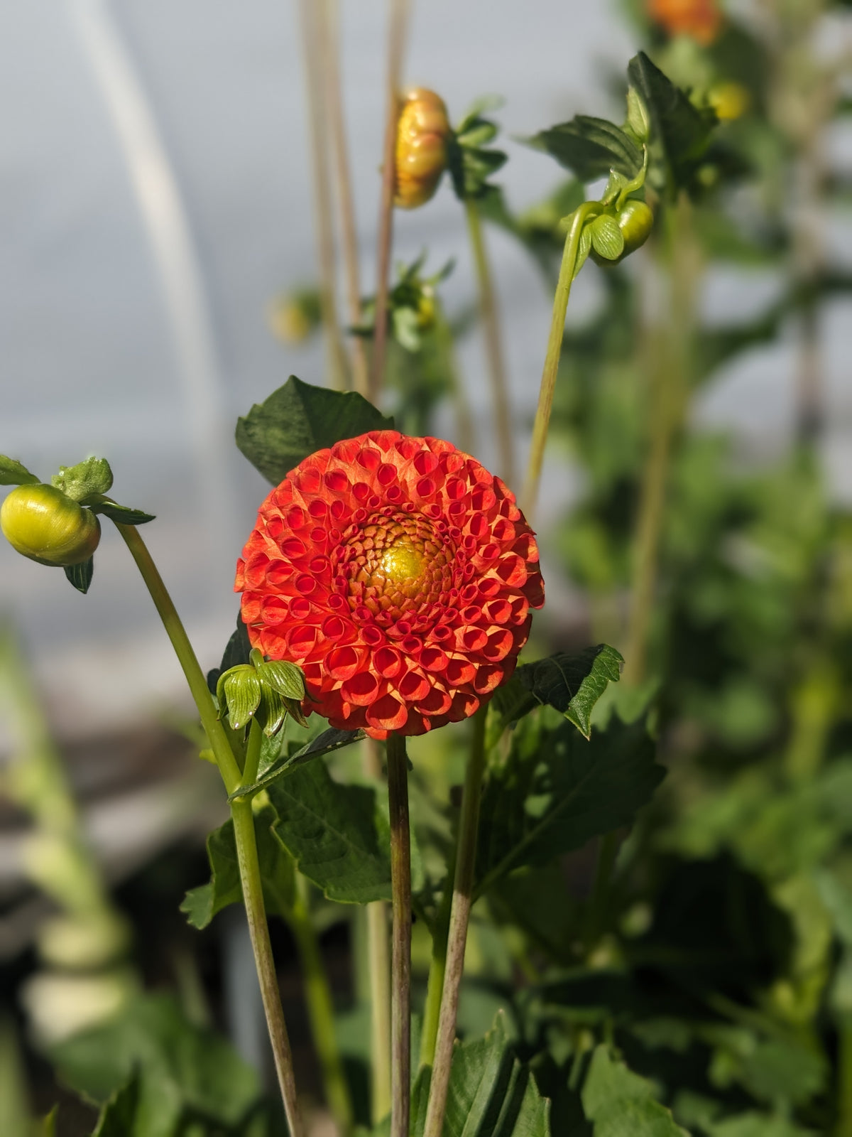 Dahlia - Bantling