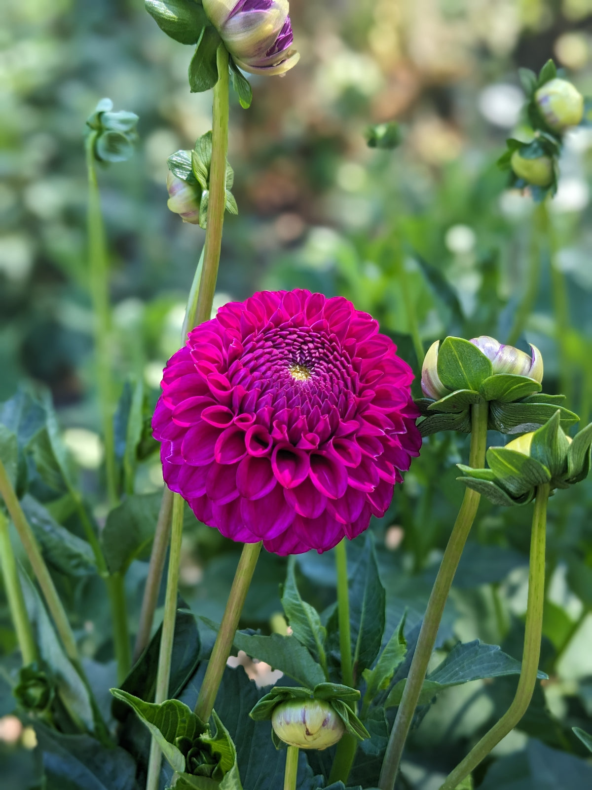 Dahlia - Cryfield Harmony