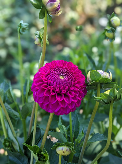 Dahlia - Cryfield Harmony