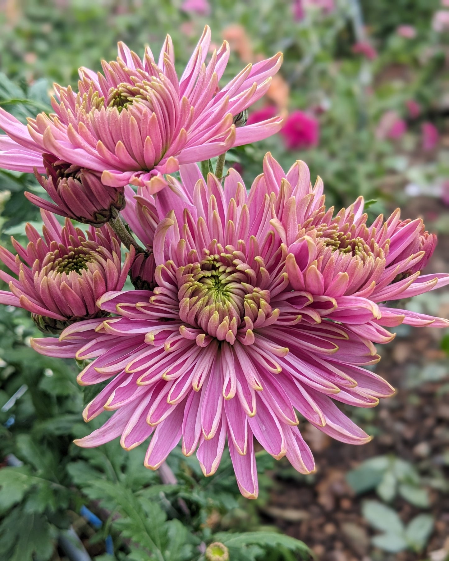 Chrysanthemum - Rossano Charlotte x 2