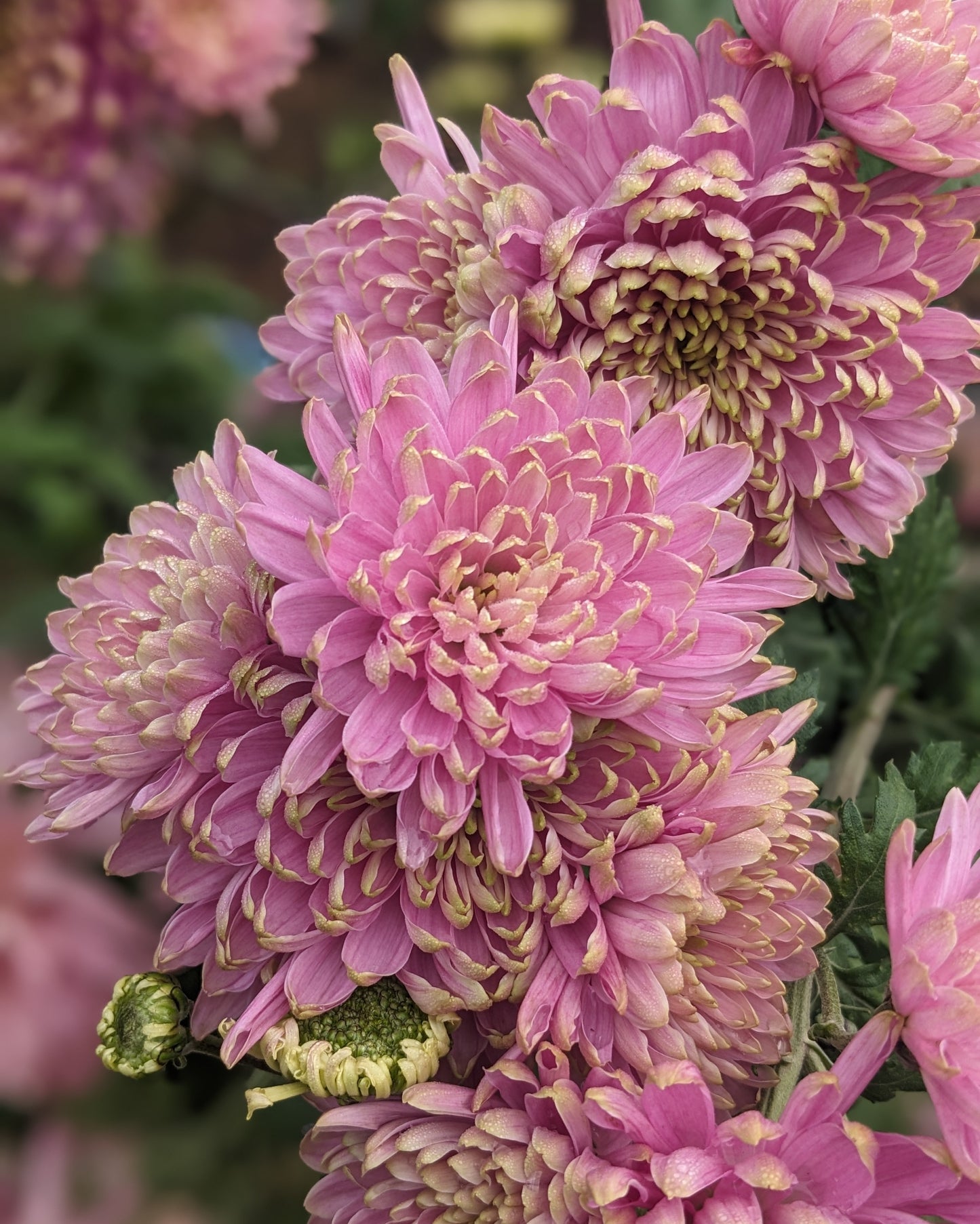 Chrysanthemum - Rossano Charlotte x 2