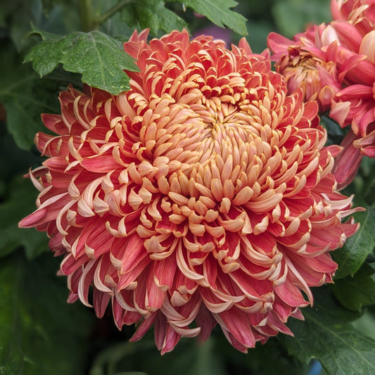 Chrysanthemum - Salmon Fairweather x 2