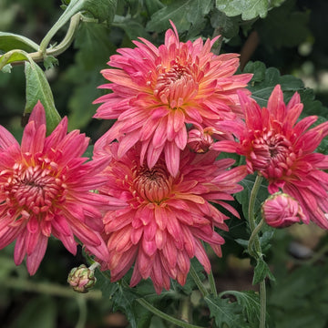 Chrysanthemum - Salmon John Wingfield x 2