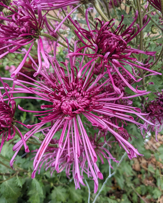 Chrysanthemum - Seaton's Galaxy x 2