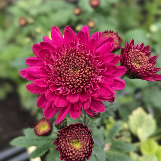 Chrysanthemum - Shock x 2