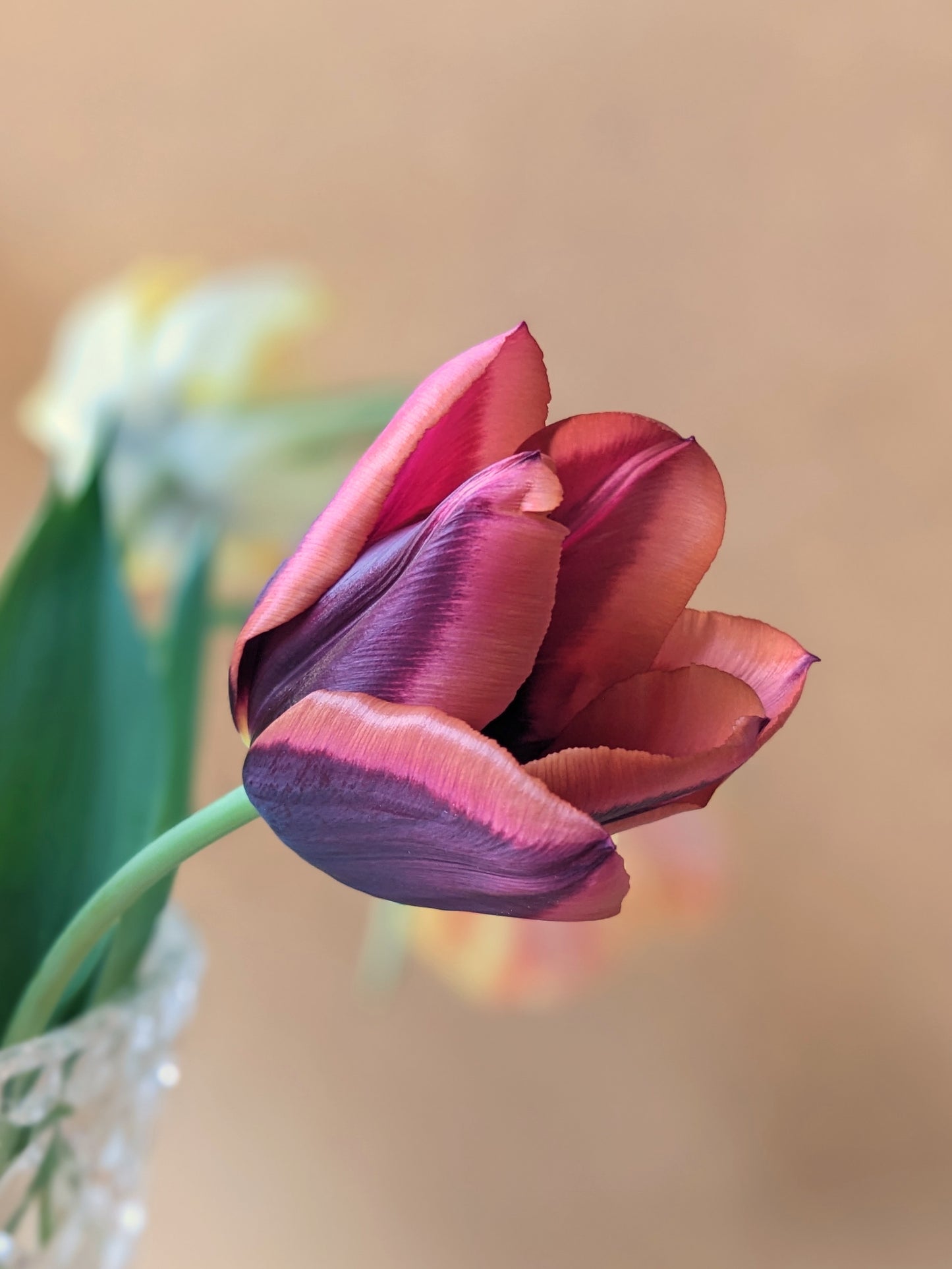 Tulip Slawa - 10 bulbs