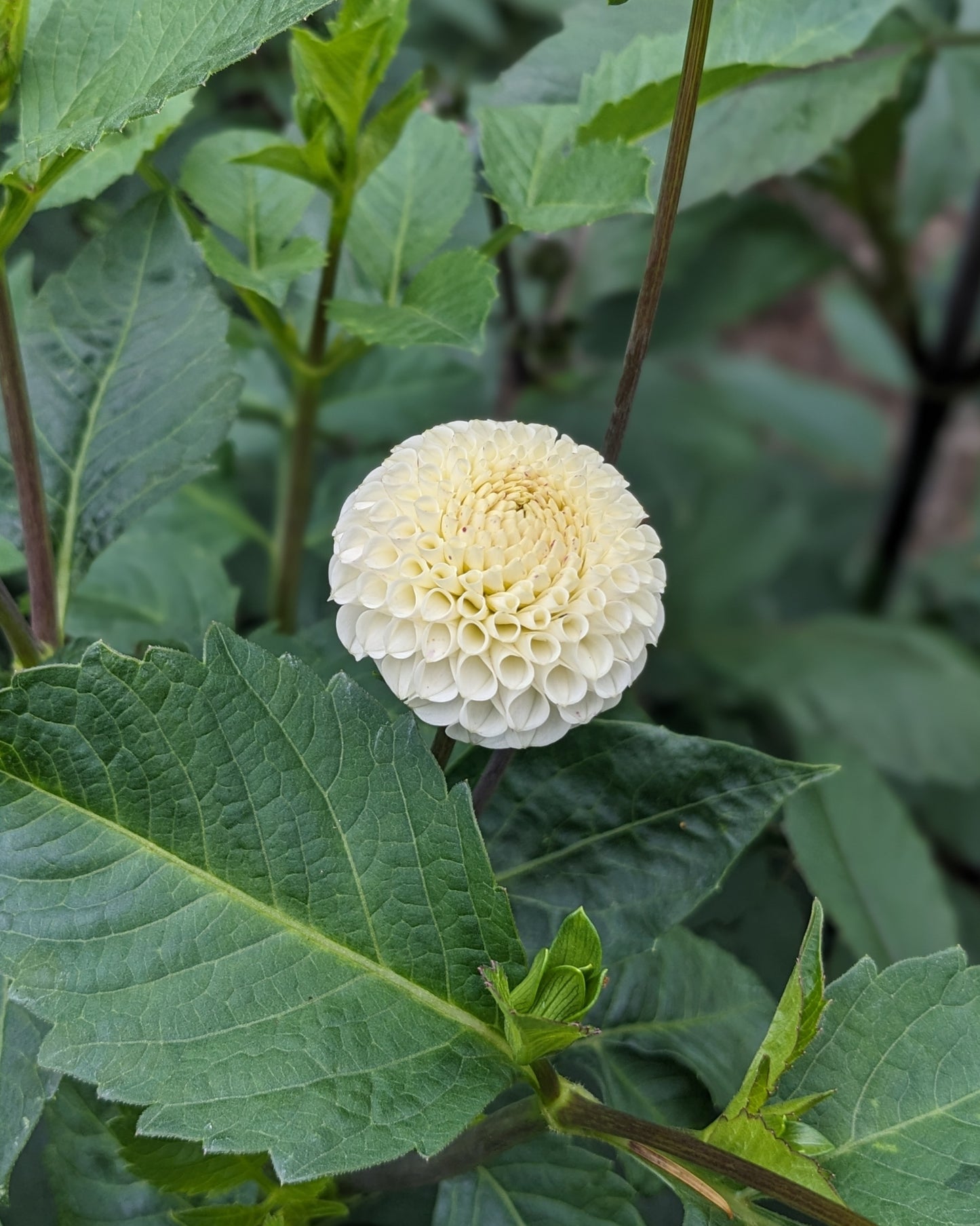 Dahlia - Small World