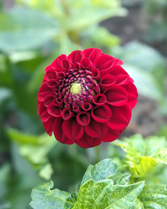 Dahlia - Spooktacular