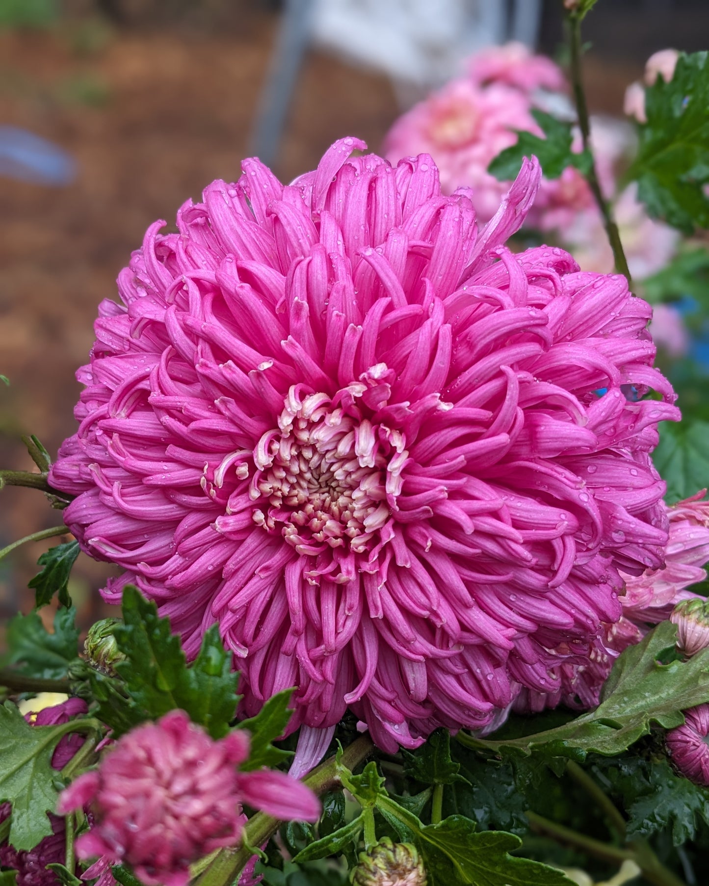 Chrysanthemum - Suzanne Marie x 2