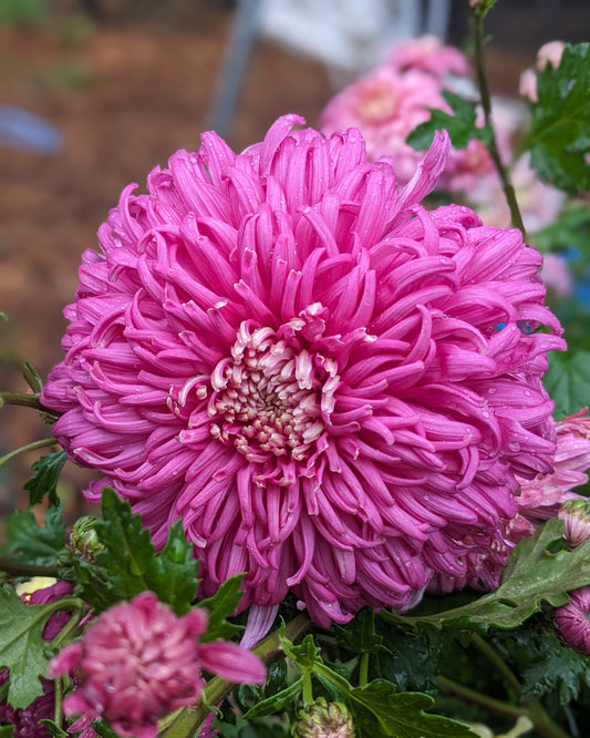 Chrysanthemum - Suzanne Marie x 2