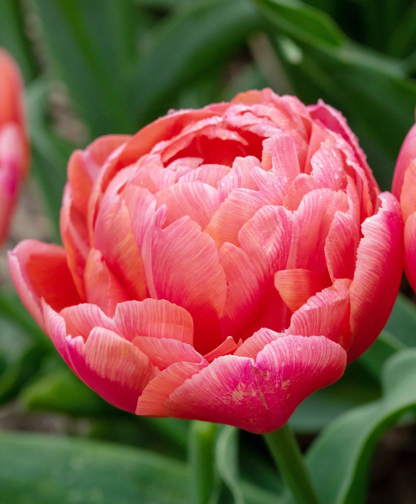 Tulip Etched Salmon - 10 Bulbs