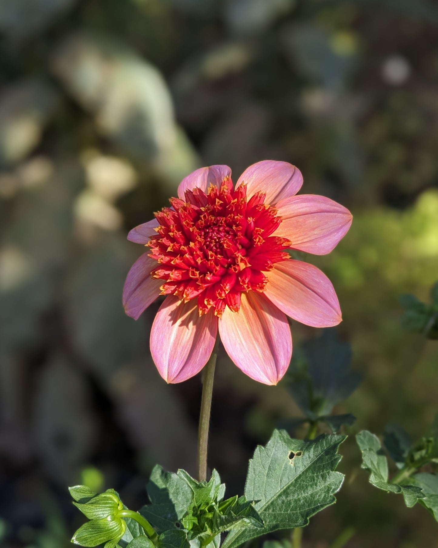 Dahlia - Totally Tangerine