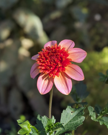 Dahlia - Totally Tangerine