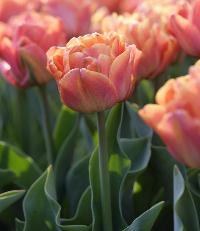Tulip Lorenzo - 10 Bulbs