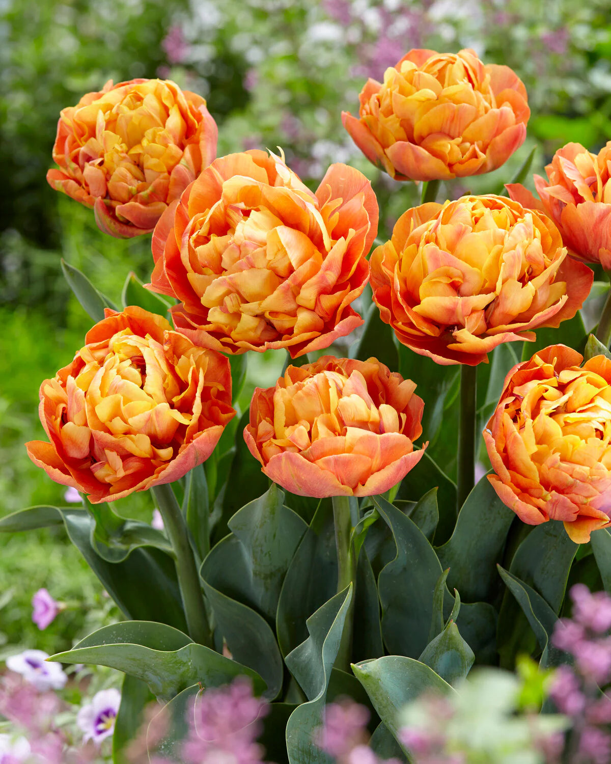 Tulip Valdivia - 10 Bulbs