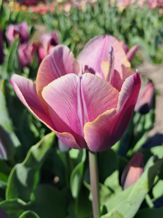 Tulip Charente - 10 Bulbs