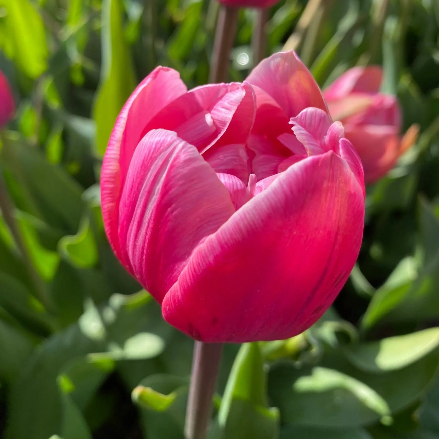 Tulip Pink Cameo - 10 Bulbs
