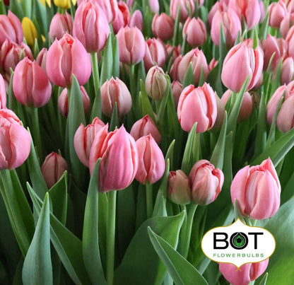 Tulip Etched Salmon - 10 Bulbs