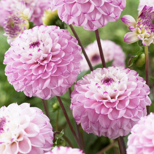 Dahlia - Genova