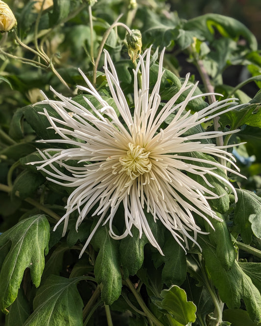 Chrysanthemum - White Rayonnante x 2
