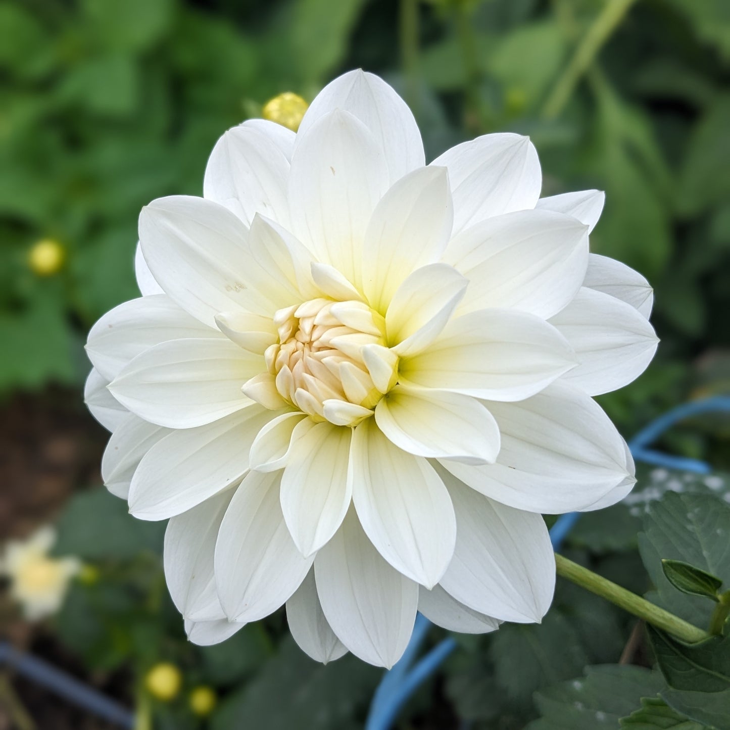 Dahlia White Onesta