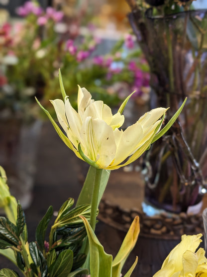 Tulip White Valley/Exotic Emporer - 10 Bulbs