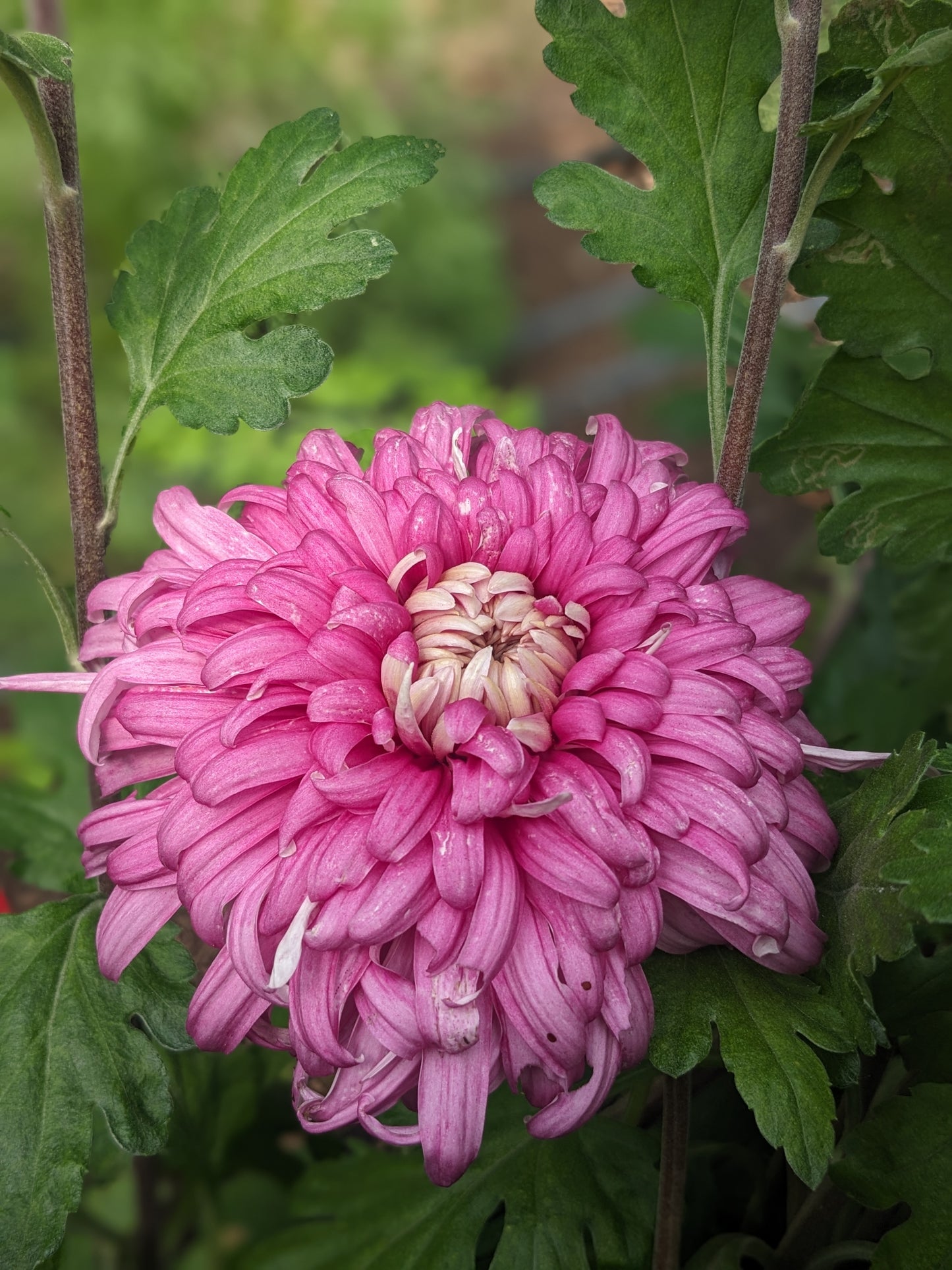 Chrysanthemum - Woolley Pride x2