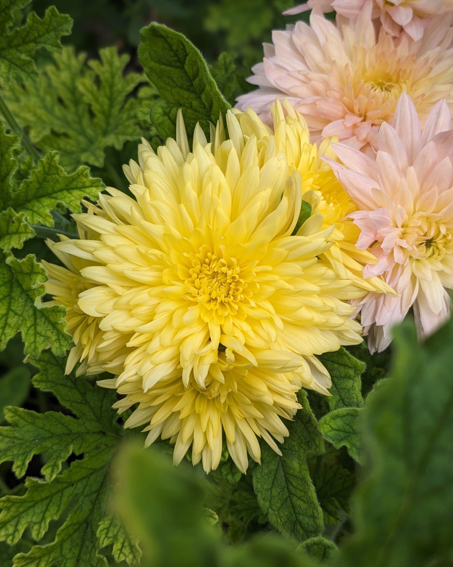Chrysanthemum - Yellow John Wingfield x 2