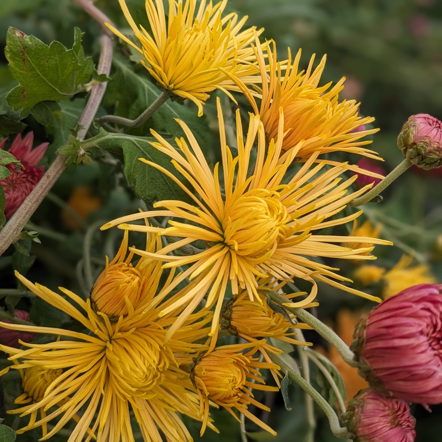 Chrysanthemum - Yellow Rayonette x 2