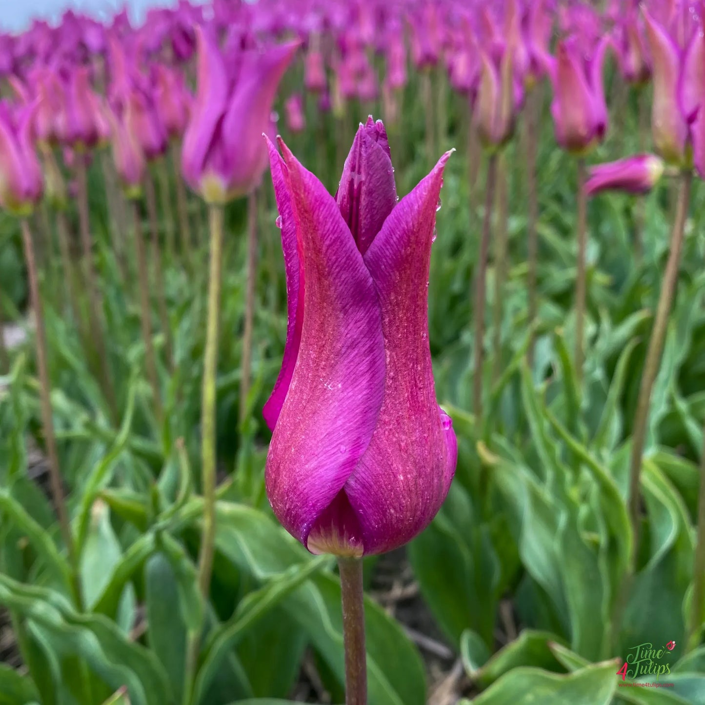 Tulip Yume No Murasaki - 10 Bulbs