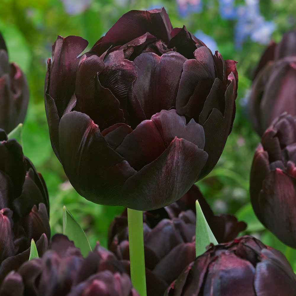 Tulip Black Hero -10 Bulbs (6678914236497)