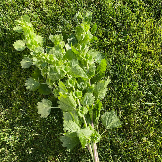 Bells of Ireland by the bunch (6924648218705)