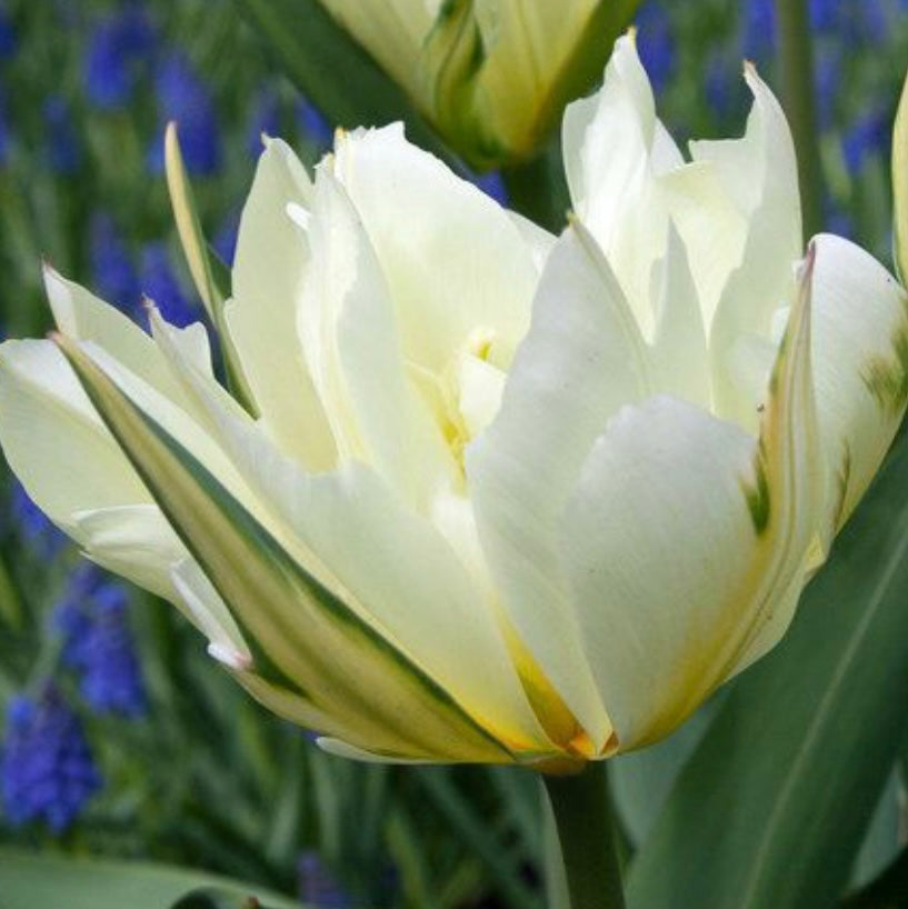 Tulip White Valley/Exotic Emporer - 10 bulbs (6678945857617)