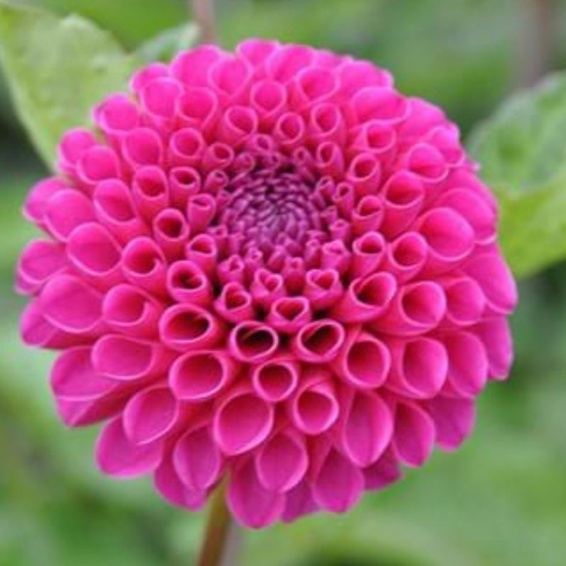 Dahlia Addison June Pompon (6799868657745)