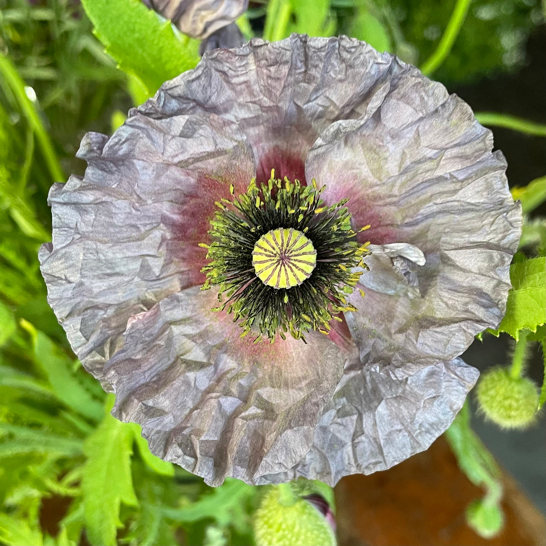 Poppies by the bunch (6924223283281)