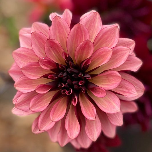 Dahlia - Night Silence