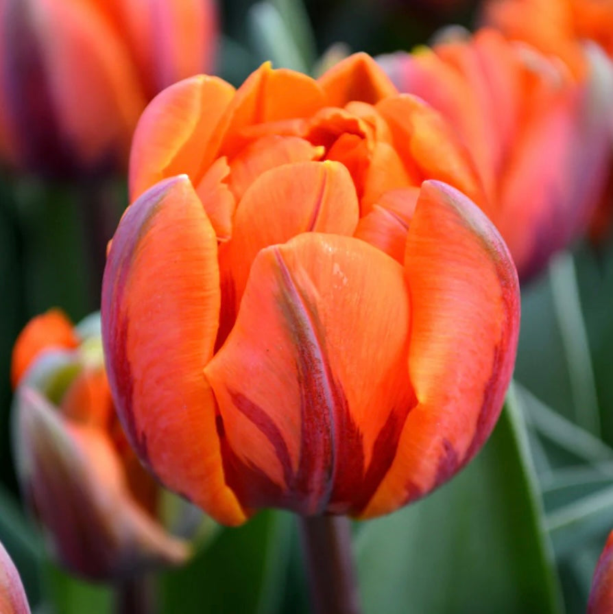 Tulip Orange Princess - 10 bulbs (6701549551697)
