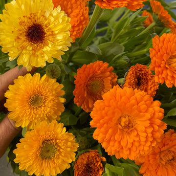 Calendula by the bunch (6923592630353)