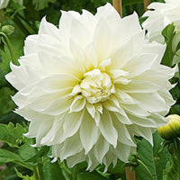 Dahlia Fleurel (7010913484881)