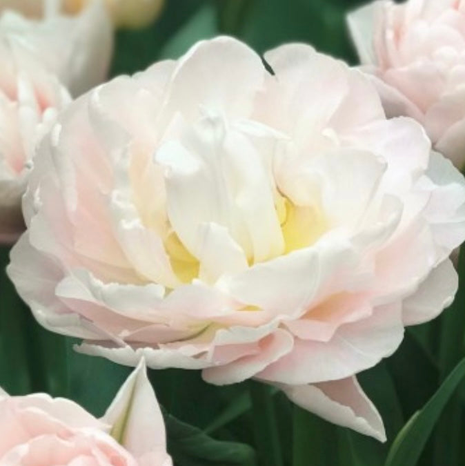 Tulip Dreamer - 10 Bulbs (6678923640913)