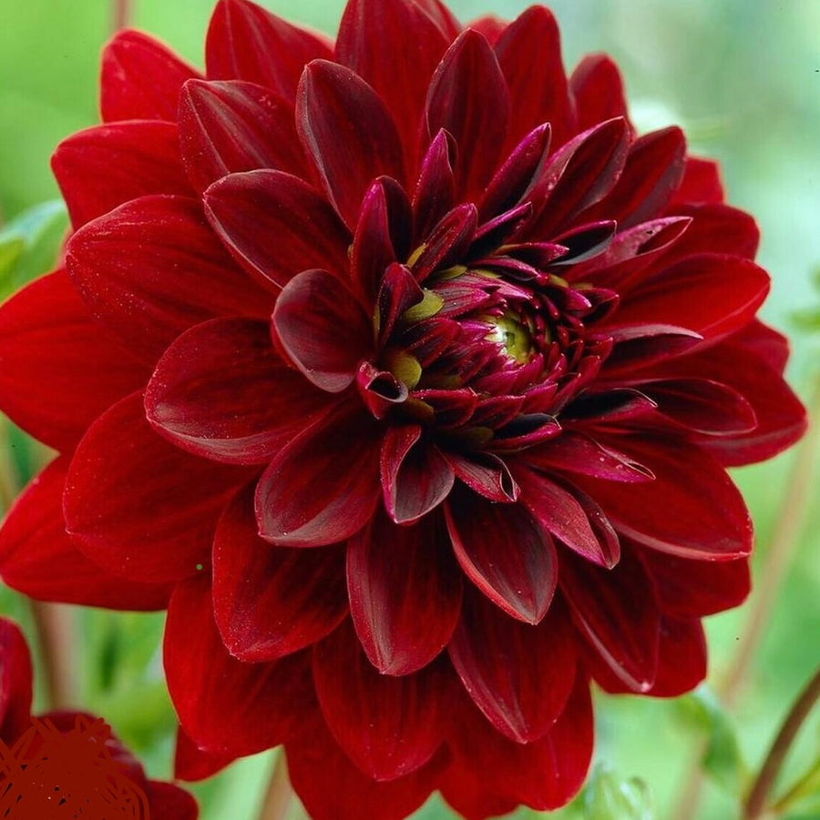 Dahlia Arabian Night (7010923544657)