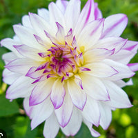 Dahlia Ferncliff Illusion (7010912829521)