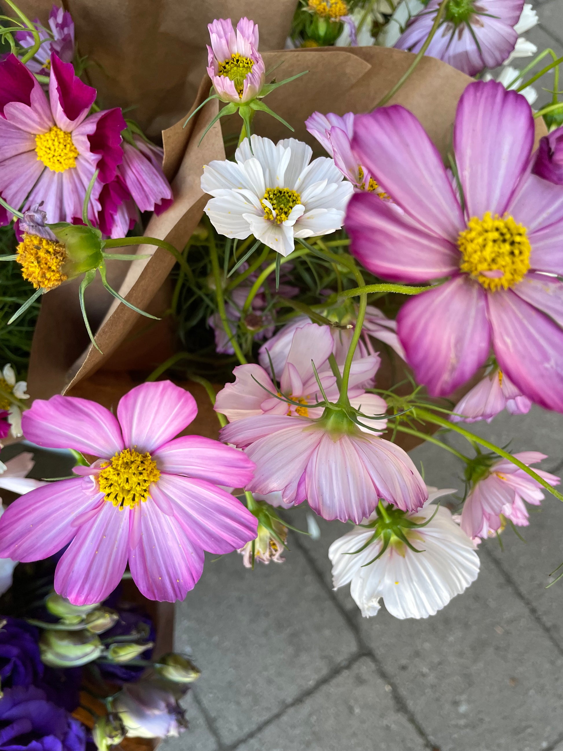 Cosmos by the bunch (6987977392209)